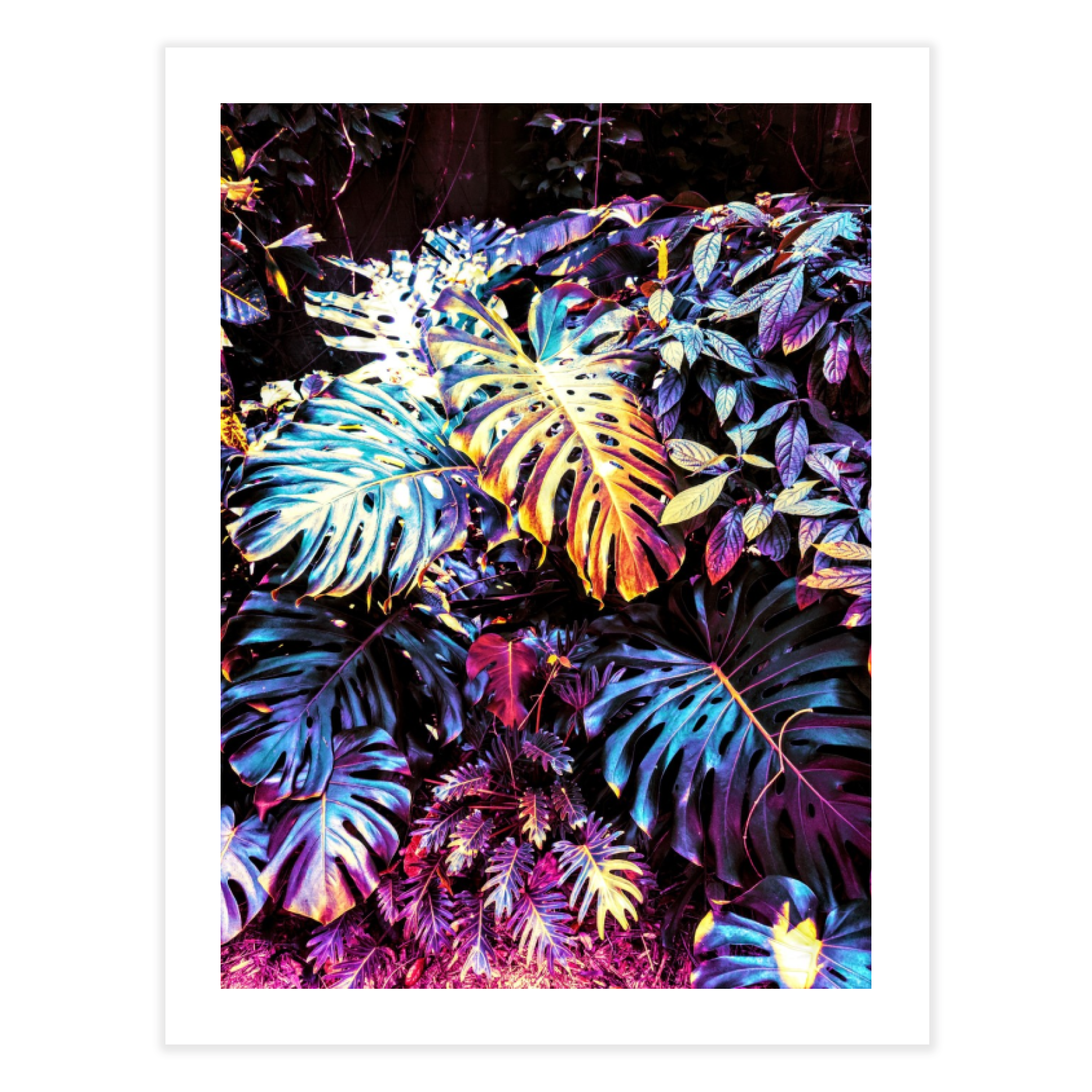 Floral Fever